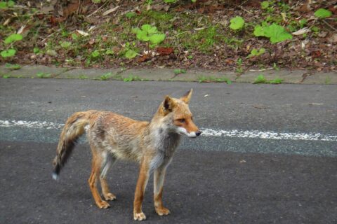 八幡平アスピーテラインのホンドキツネ