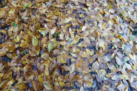 初冬の三波石峡/落葉