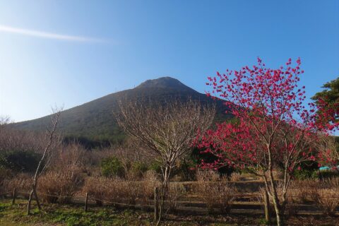 初春の開聞岳