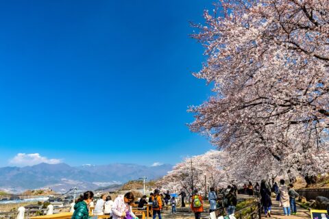 山梨県甲州市、勝沼ぶどう郷駅、桜、甚六桜