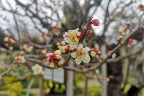 熊本県荒尾市にある宮崎兄弟資料館の「友情の梅」