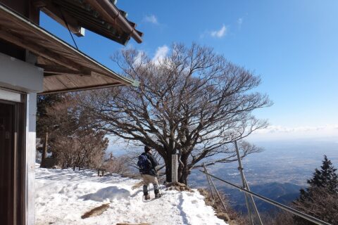 大山山頂の雨降木