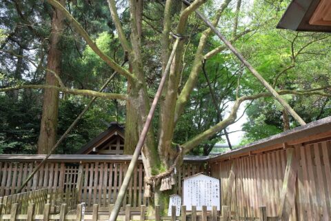 天岩戸神社の招霊の木