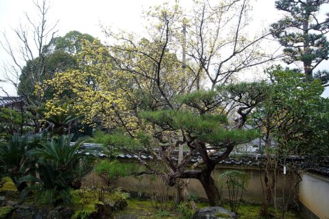 天龍寺 Sagatenryuji Temple