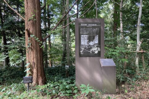 県立琵琶湖博物館の屋外展示、太古の森周辺。2022年9月下旬撮影。