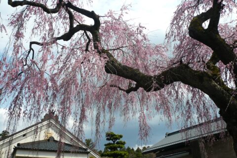 福島県白河市にある妙関寺の乙姫桜
