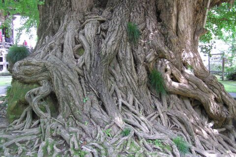 埼玉県東松山市の正法寺にある大銀杏