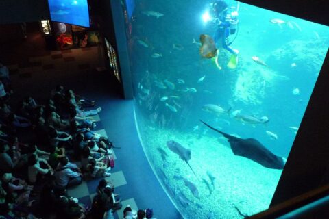 新江ノ島水族館5