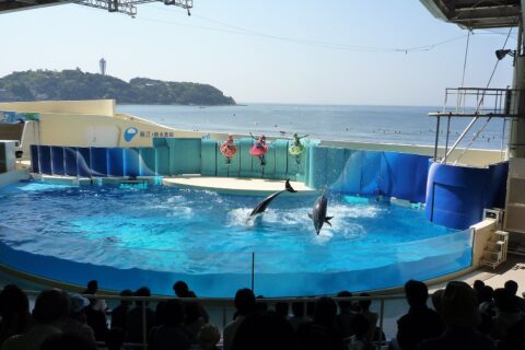 新江ノ島水族館6