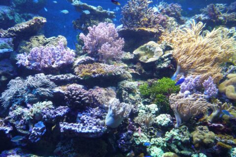 新江ノ島水族館8