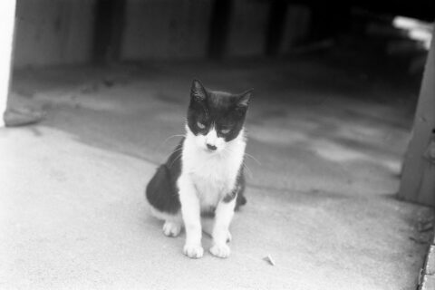 日生猫