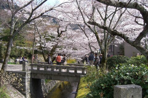 桜の哲学の道