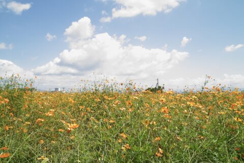 橋牟礼川遺跡