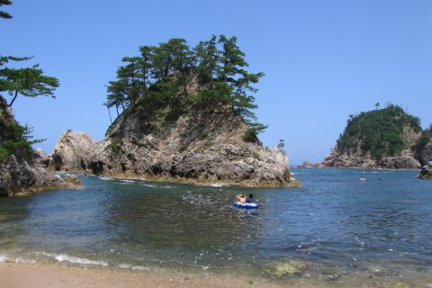 Kamogaiso, Uradome-Kaigan, Iwami-town, Tottori-pref. Aug, 2004. Pinus thunbergii in native habitat.