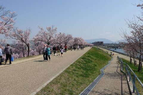 2021年春の桜開花時