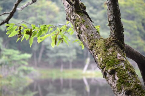 甘利山 さわら池