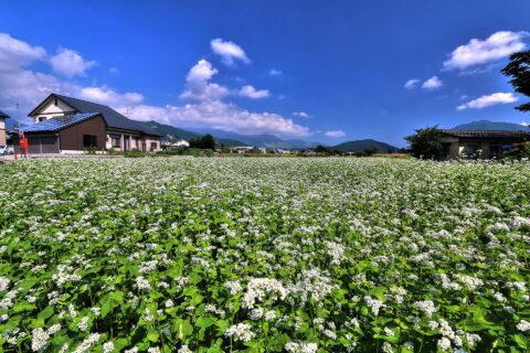 長野県北安曇郡白馬村、そば畑、ソバ