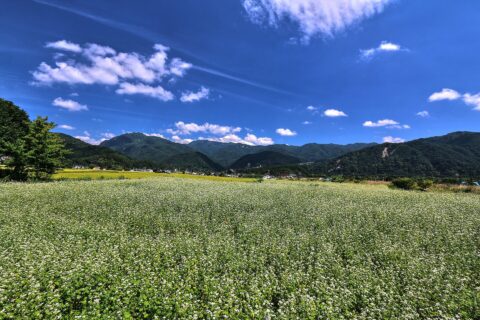 長野県北安曇郡白馬村、そば畑、ソバ