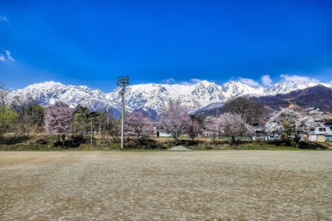 長野県北安曇郡白馬村、桜