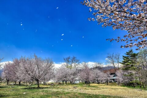 ​長野県北安曇郡白馬村、桜