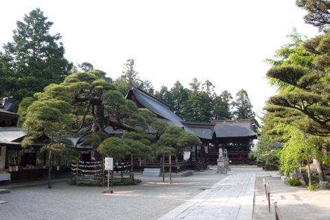一宮浅間神社の社殿と見事なマツ。