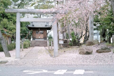 稲荷神社とさくら