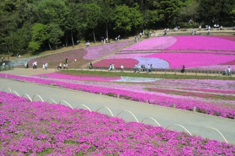 ​2015年の芝桜の丘（秩父市羊山公園）