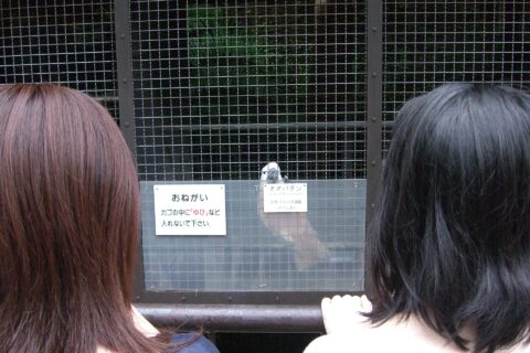 熱川バナナワニ園