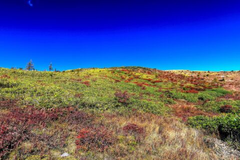 ​群馬県吾妻郡草津町、草津白根山、紅葉