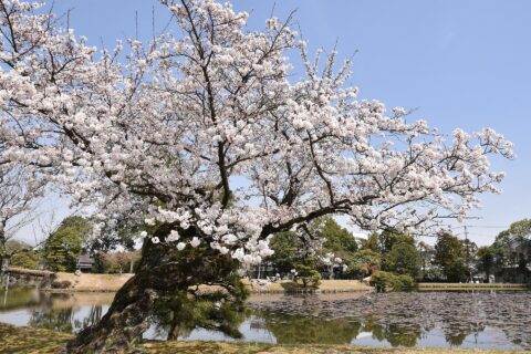 タイトル(title):衆楽園の桜0151 撮影者：津山市 撮影年月日：2019年4月5日 著作権：津山市 （Copyright © Tsuyama city） 二次利用： CC BY 4.0 creativecommons.org/licenses/by/4.0/