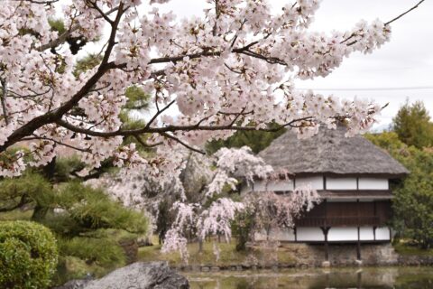 タイトル(title):衆楽園の桜0152 撮影者：津山市 撮影年月日：2020年3月31日 著作権：津山市 （Copyright © Tsuyama city） 二次利用： CC BY 4.0 creativecommons.org/licenses/by/4.0/