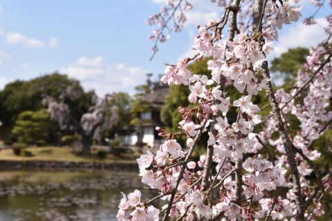 タイトル(title):衆楽園の桜0153 撮影者：津山市 撮影年月日：2020年3月24日 著作権：津山市 （Copyright © Tsuyama city） 二次利用： CC BY 4.0 creativecommons.org/licenses/by/4.0/