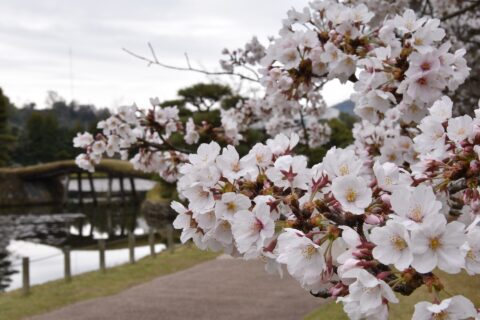 タイトル(title):衆楽園の桜154 撮影者：津山市 撮影年月日：2020年3月31日 著作権：津山市 （Copyright © Tsuyama city） 二次利用： CC BY 4.0 creativecommons.org/licenses/by/4.0/