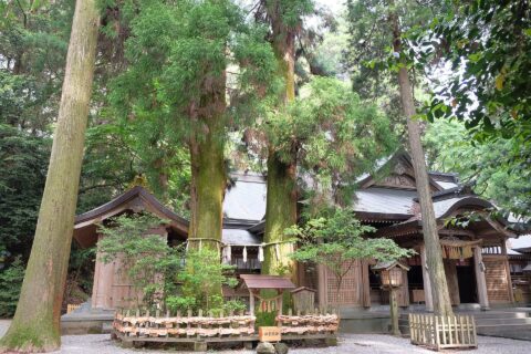 高千穂神社の夫婦杉