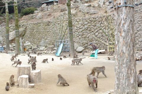 高崎山自然動物園