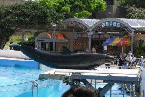 ​オキちゃん劇場のオキゴンドウ。 ｢決まった！！｣ （オキゴンドウの得意げな表情！？と観衆の表情が印象的でした。）
