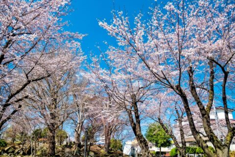 三八城公園