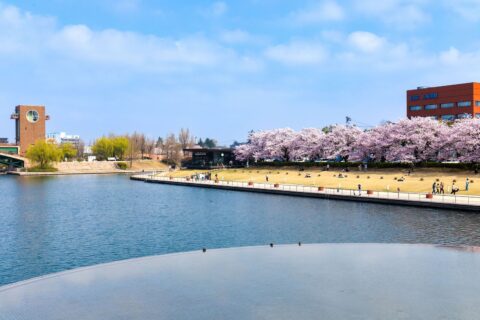 富岩運河環水公園の桜