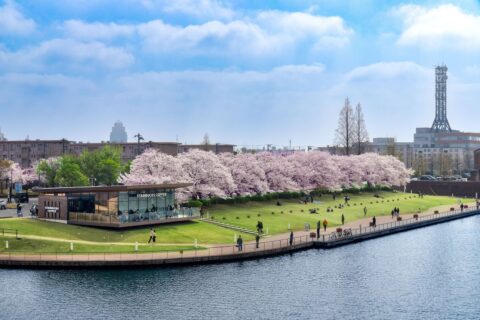 富岩運河環水公園の桜