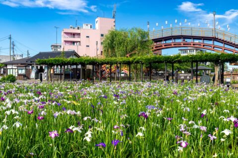 水郷潮来あやめ園