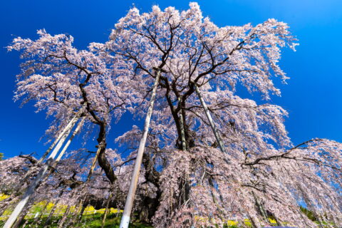 三春滝桜（福島県三春町）