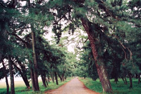 ​ja:天橋立のja:砂州を成す区間を貫く道路。（ja:京都府道607号天の橋立線・府道802号田井大垣自転車道線、ja:京都府ja:宮津市）