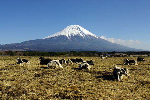 富士山と富士宮市朝霧高原の牧場。16:9にトリミング。