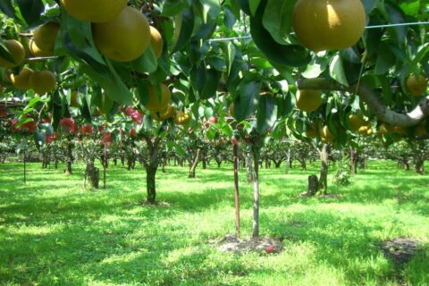 Fruit Line orchards — photo 2