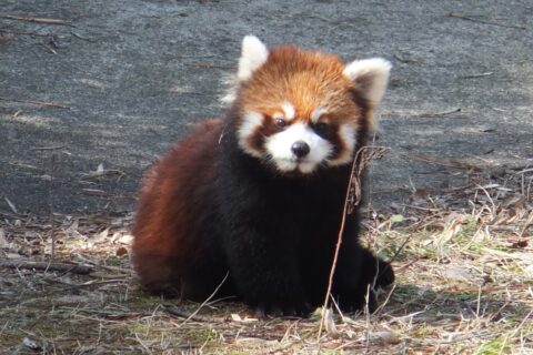 レッサーパンダ（秋田市大森山動物園）