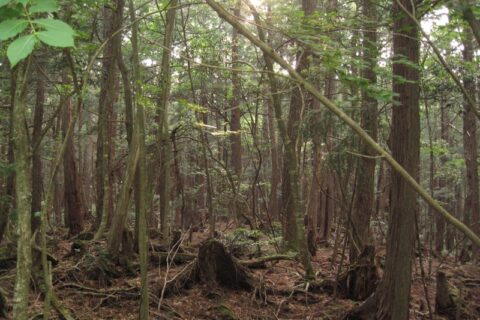 Aokigahara forest in Yamanashi, Japan.
