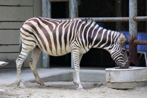 東山動物園のチャップマンシマウマ（名古屋市千種区田代町、2012年（平成24年）9月）