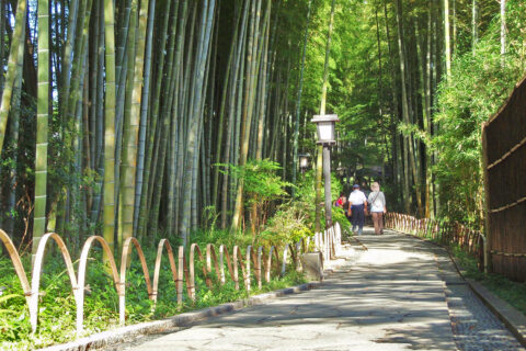 竹林の小径は、静岡県伊豆市の修善寺温泉にある遊歩道。