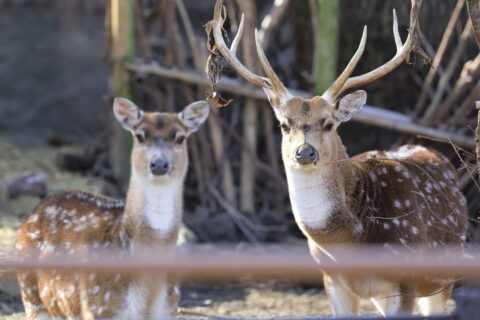 ​東山動物園のアクシスジカ（名古屋市千種区田代町、2021年（令和3年）1月）