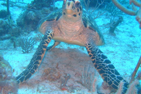 This one was surprised at the human, before turning rapidly away.